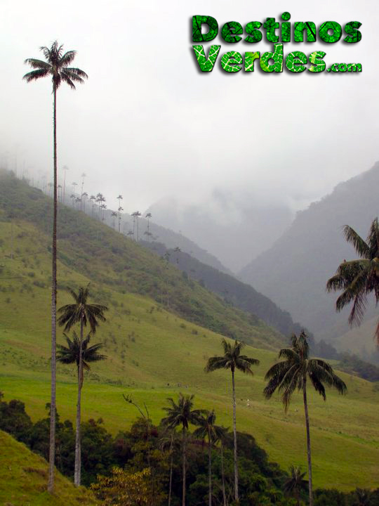 Palmas-en-el-Valle-del-Cocora-con-bruma