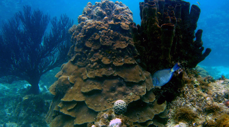 Islas-del-Rosario-Cartagena-Colombia-PNNC