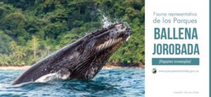 avistamiento-de-ballenas