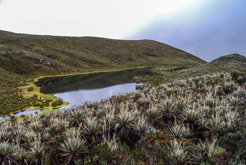 chingaza-parque-nacional-natural-de-colombia