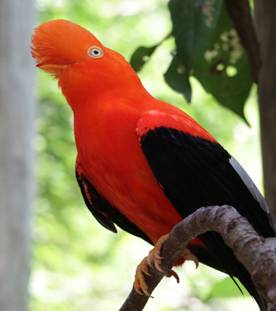 El Aviario Nacional de Colombia cumple su primer aniversario